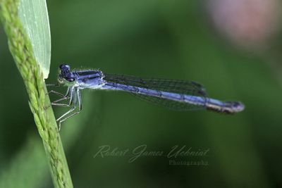 Palmiet Sprite Damselfly on Grass 24.jpg
