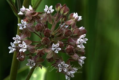 Common Milkweed Blossoms 24.jpg