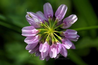 Crown Vetch 24.jpg