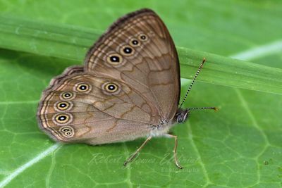 Eyed Brown Butterfly 24.jpg