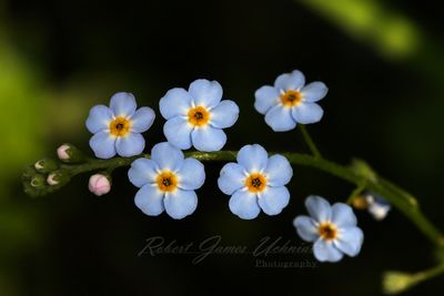 Forget Me Nots 24.jpg