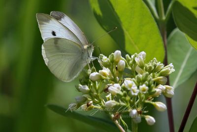 Cabbage Butterfly feeding on Privet 24.jpg
