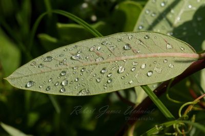 Dew on Leaf 24.jpg