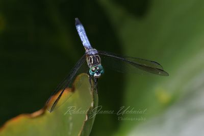 Eastern Pondhawk on Skunkweed 24.jpg