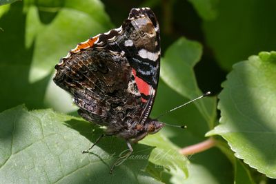 Red Admiral on leaf 24.jpg