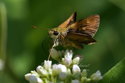 Tawny Edged Skipper 24.jpg