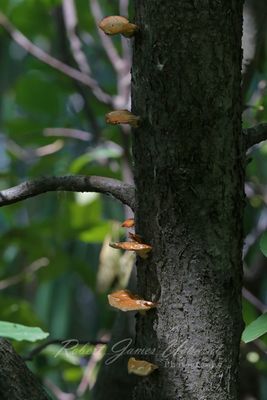 Bracket Fungi on tree 24.jpg