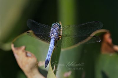 Eastern Pondhawk back 24.jpg