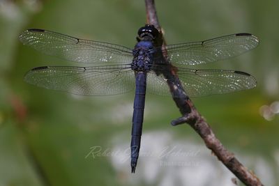 Slatey Skimmer back 24.jpg