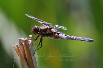 Twelve Spotted Skimmer 24.jpg