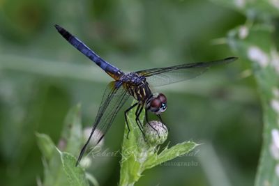 Blue Dasher on Thistle bud 24.jpg