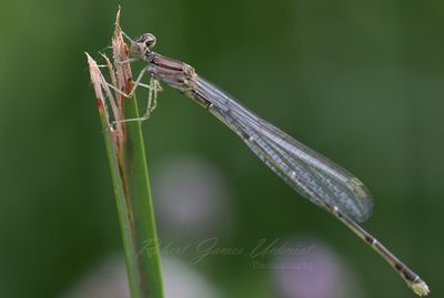 Stream Bluet on broken reed 24.jpg