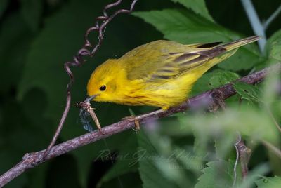 Yellow Warbler with Mayfly 24.jpg