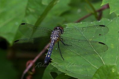 Blue Dasher on leaf 24.jpg