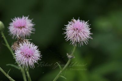 Creeping Thistle 24.jpg