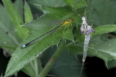 Orange Bluet Damselfly and Mayfly husk 24.jpg