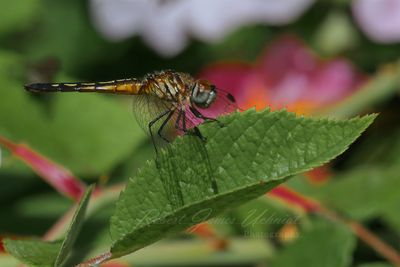 Yellow Sided Skimmer on leaf 24.jpg