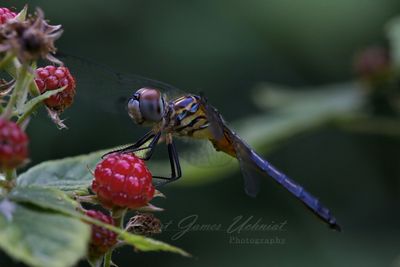 Blue Dasher on raspberry 24.jpg