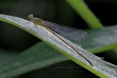 Citrine Forktail 24.jpg