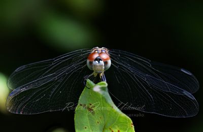 Yellow Sided Skimmer FS 24.jpg