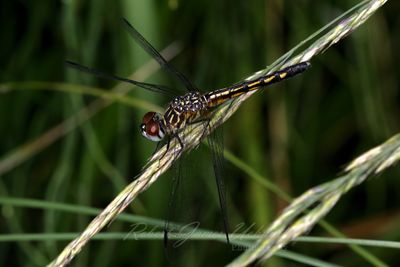 Yellow Sided Skimmer on grass seeds 24.jpg