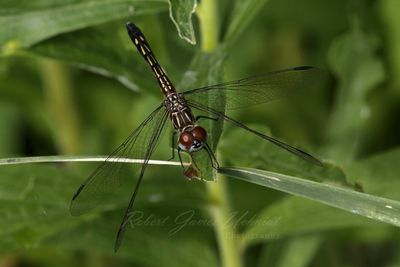 Yellow Sided Skimmer on leaf 2 24.jpg
