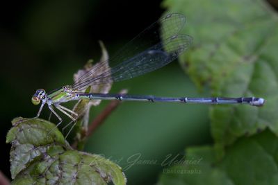 Common Blue Tail Damselfly 24.jpg