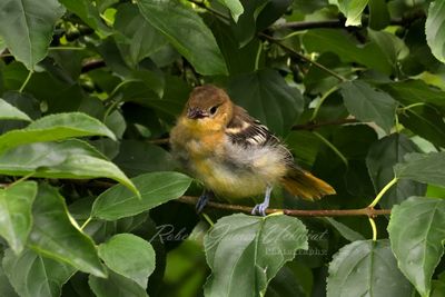 Baltimore Oriole juvenile 24.jpg