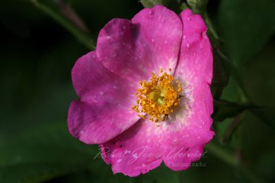 Carolina Rose 24.jpg