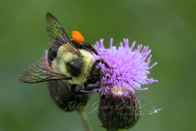 Eastern Bumblebee on Thistle 24.jpg
