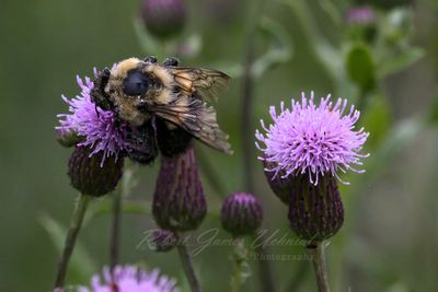 Eastern Bumblebee with tattered wings 24.jpg