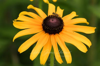 Black Eyed Susan and Hoverfly 24.jpg