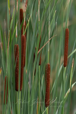 Cattails 24.jpg