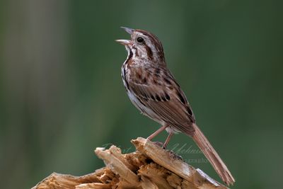 Song Sparrow singing on stump 24.jpg