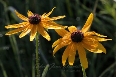 Black Eyed Susan and dew 24.jpg