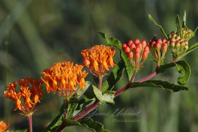 Butterfly Milkweed 24.jpg
