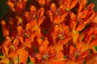 Butterfly Milkweed close 24.jpg