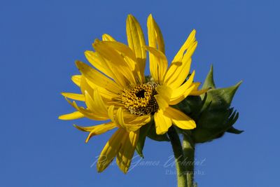 Compass Plant 24.jpg