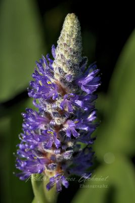 Pickerel Weed 24.jpg