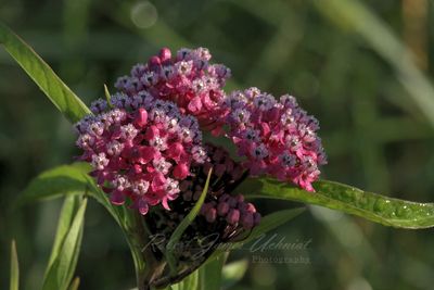 Swamp Milkweed and dew 24.jpg