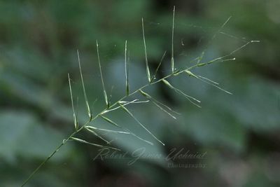 Bottlebrush Grass 24.jpg
