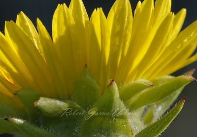 Compass Plant close 24.jpg