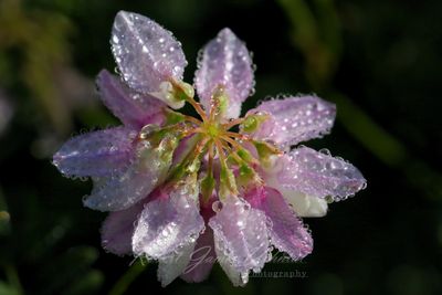 Crown Vetch with Dew 24.jpg
