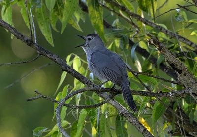 Gray Catbird singing 24.jpg