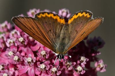Bronze Copper on Swamp Milkweed 2 24.jpg