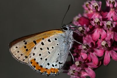 Bronze Copper on Swamp Milkweed 3 24.jpg
