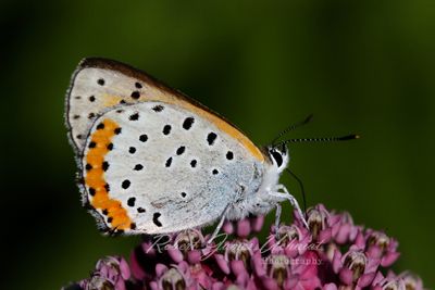 Bronze Copper on Swamp Milkweed top 24.jpg
