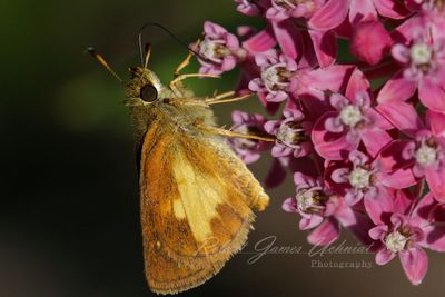 Peck's Skipper on Swamp Milkweed 24.jpg