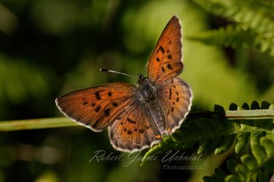Ruddy Copper on stalk 24.jpg