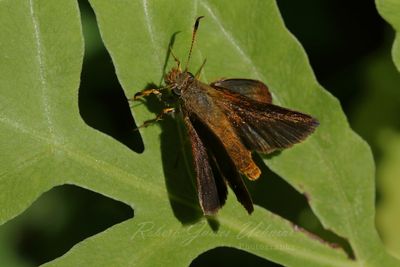 Dun Sedge Skipper 24.jpg